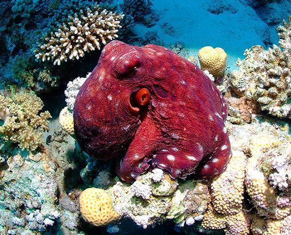 Photo lors d'un voyage plongée à Safaga