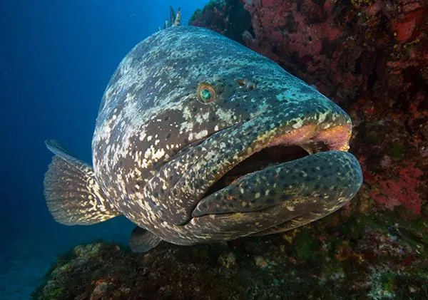 Photo de mérou prise lors d'un voyage plongée à Fernando de Noronha au Brésil dans l'océan Atlantique