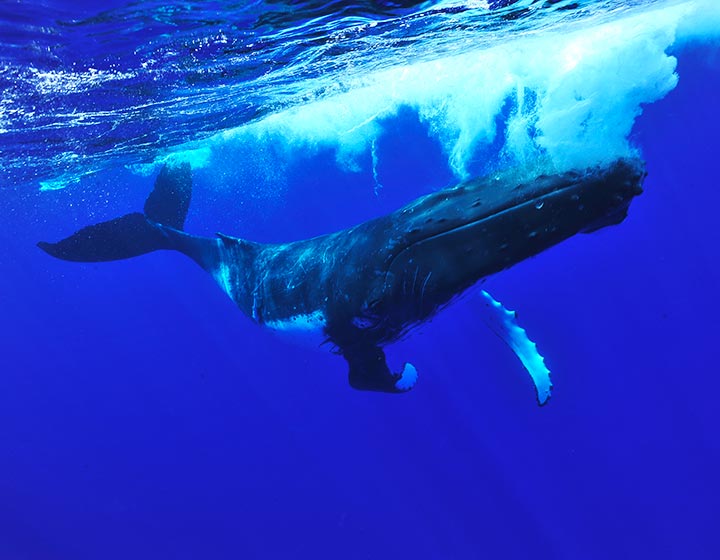 On voit une baleine à bosse dans de l'océan Pacifique et plus précisément en Polynésie Française