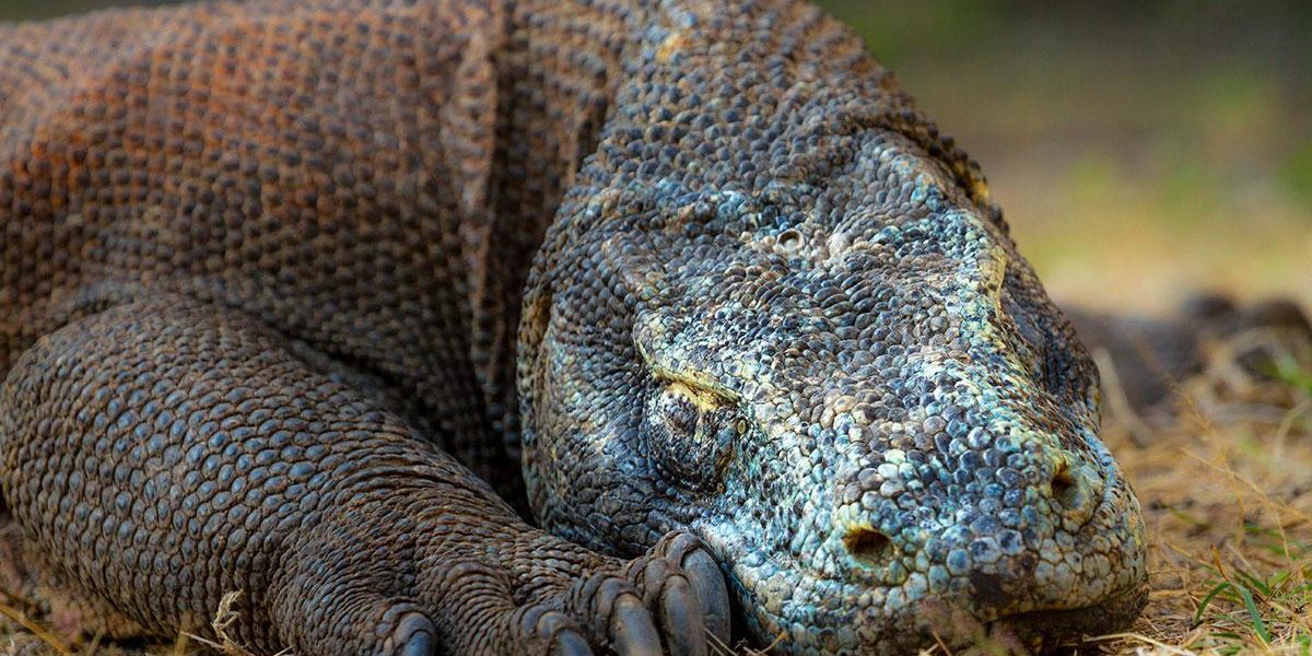 1-indonesie-komodo-plongee-sous-marine-varan-dragon