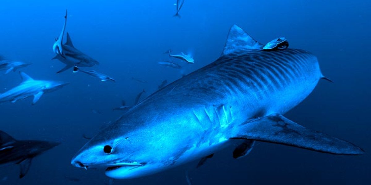 C'est la photo d'un requin tigre dans l'océan Indien et plus précisément à Fuvahmulah au Maldives