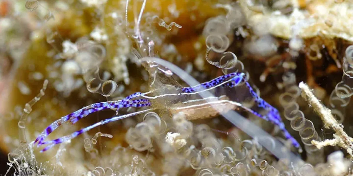 images_Images__sites_Caraibes_Martinique_Trois__Ilets_Sej__Trois__Ilets_c6bo-voyage-plongee-martinique-trois-ilets-Gilles-Diraimondo-crevette-1