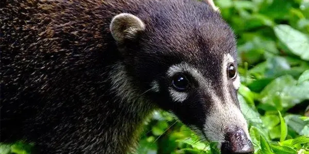 images_Images__sites_Pacifique_Costa__Rica_Province__de__Guanacaste_Autotour__et__sejour__a__Playa__del__Coco_Costa-Rica-Guanacaste-autotour-vignette